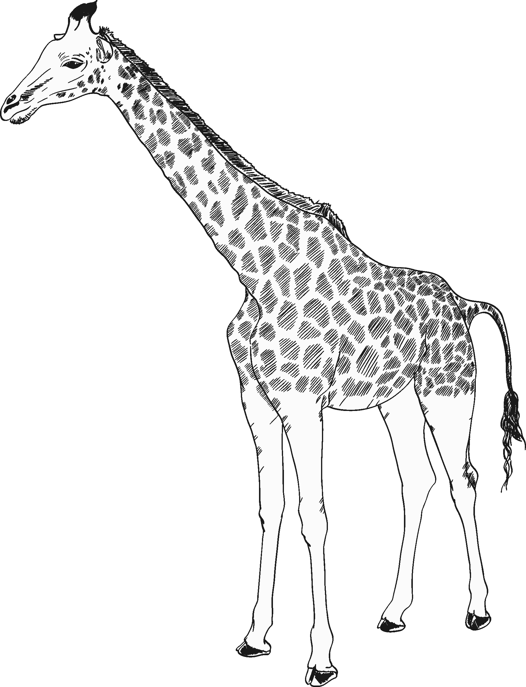 Bigwig Scene Giraffe